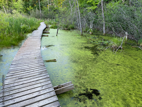 A swamp path outdoors is a wooden structure with a green nature background in landscape scenery © Voyage View Media