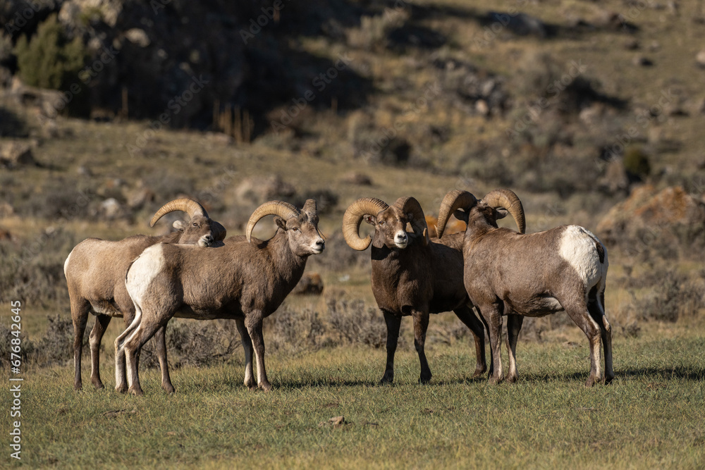 Big Horn Rams during the rut Big Horn Rams during the rut