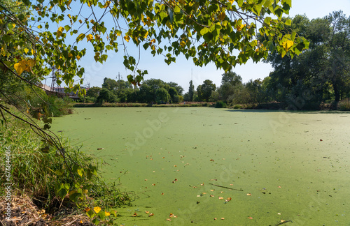 The water surface of a dirty lake is covered with floating plants Wolffia arrhiza and Lemna turionifera photo