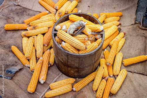 old wooden bushel with dried corn