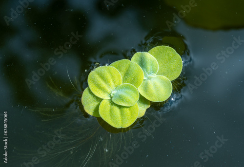 Pistia stratiotes swims among aquatic plants © Oleg Kovtun