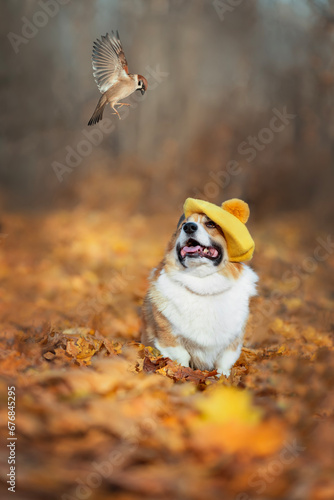 cute puppy with a corgi dog in a beret sitting in an autumn park among golden...