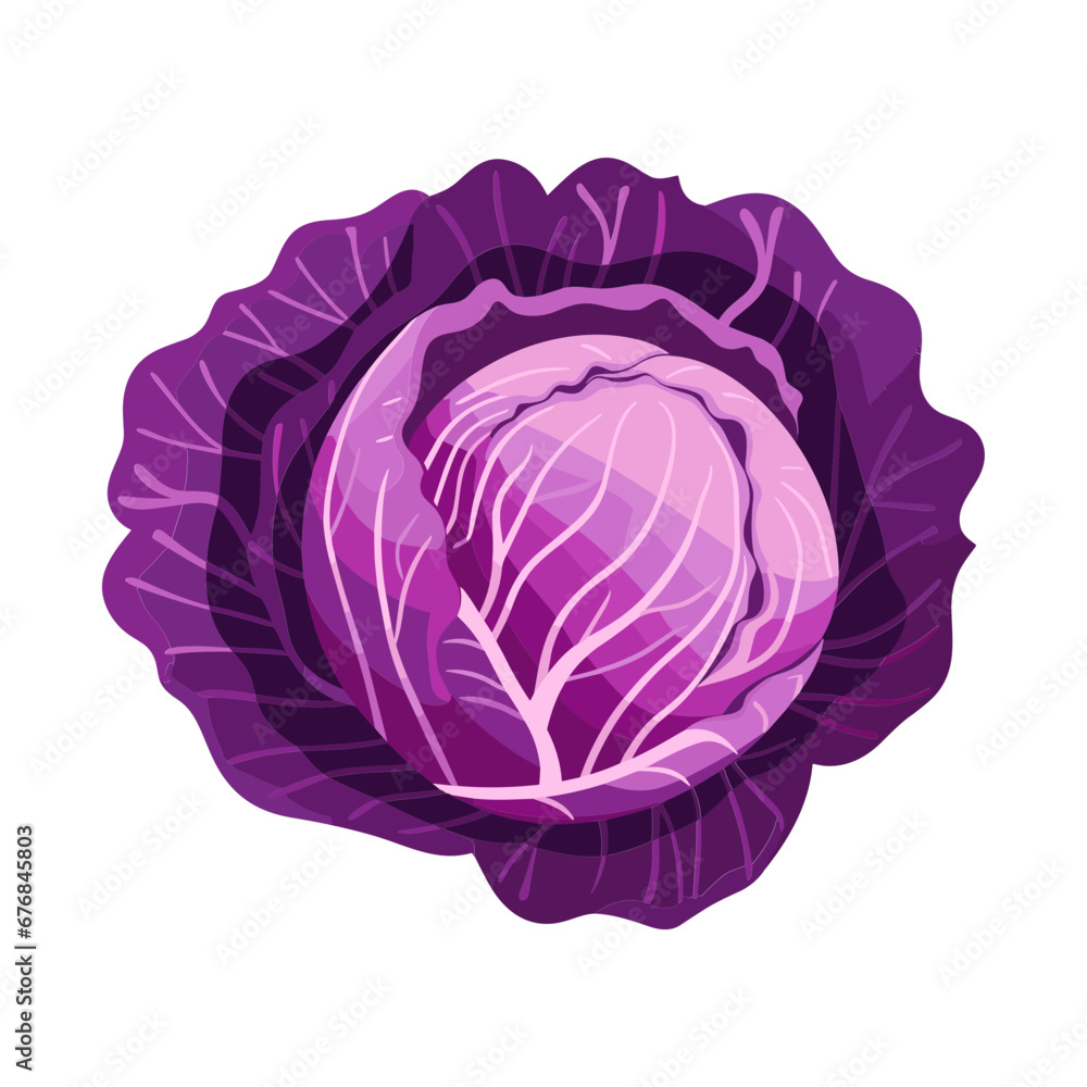 red cabbage isolated vector illustration red cabbage isolated vector illustration
