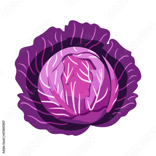 red cabbage isolated vector illustration