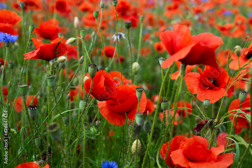 red poppies in the meadow