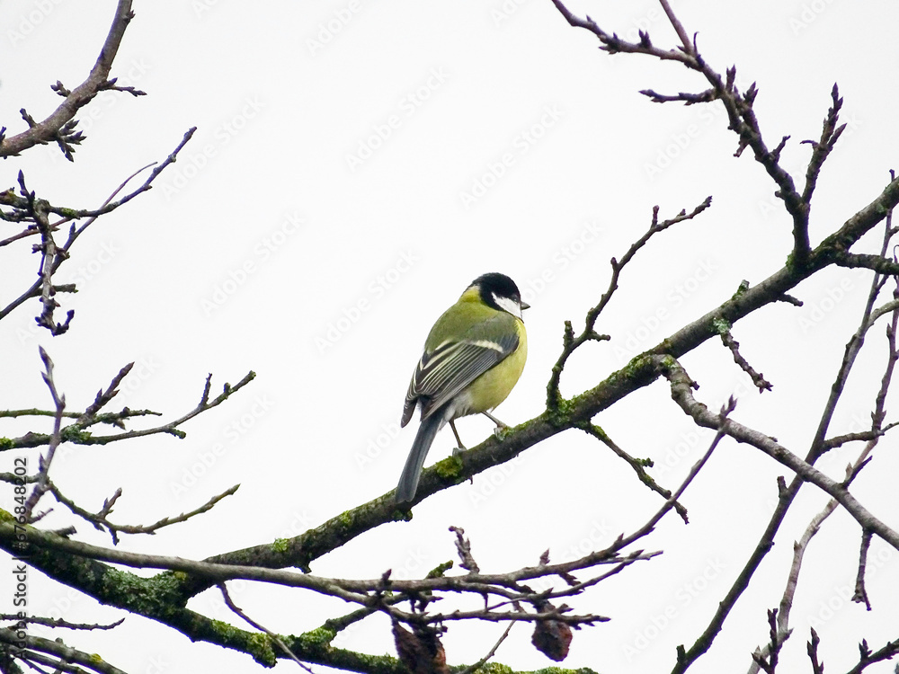 Titmouse bird in a tree in Maramures county, Romania Titmouse bird in a tree in Maramures county, Romania