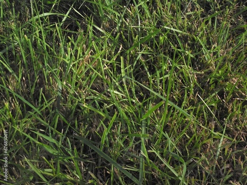 Closeup of green grass in a field