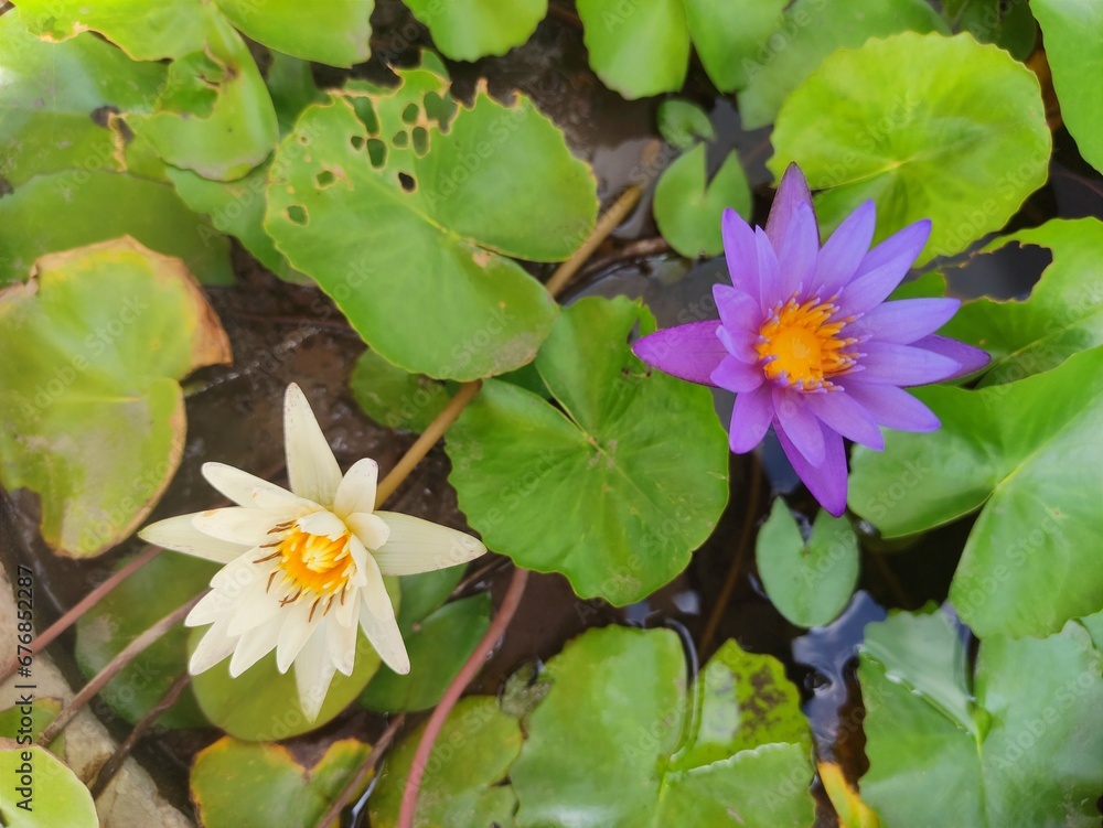 a Purple and a white lotus blooming in the lotus basin a Purple and a white lotus blooming in the lotus basin