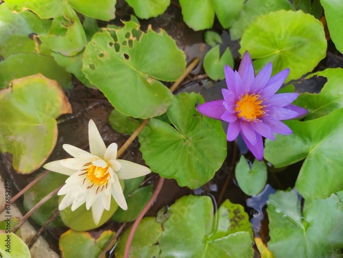 a Purple and a white lotus blooming in the lotus basin