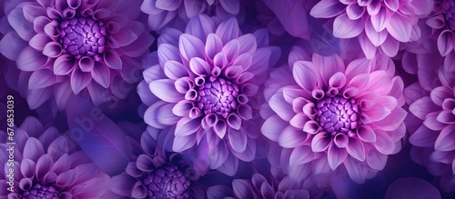 Purple motley dahlia flower isolated background. AI generated image © orendesain99