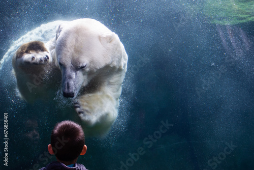 Polar bear was absolutely transfixed by the little boy - making friends for life photo
