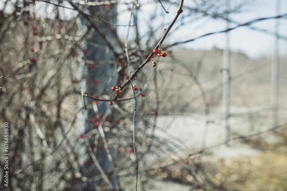 Red berries on a bare autumn tree