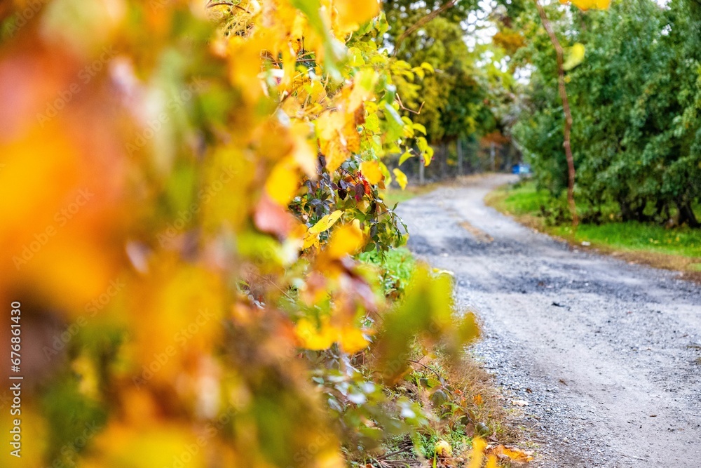 Narrow countryside road alongside the trees and vines with yellow foliage on a sunny autumn day Narrow countryside road alongside the trees and vines with yellow foliage on a sunny autumn day
