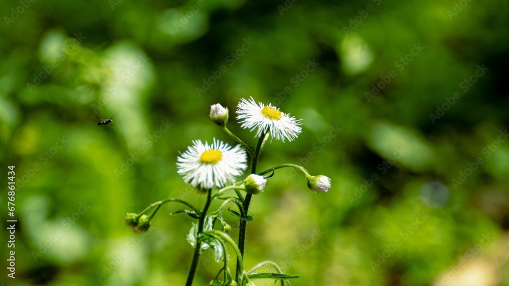 Closeup of beautiful Philadelphia fleabane flowers and buds with a fly approaching it in a garden Closeup of beautiful Philadelphia fleabane flowers and buds with a fly approaching it in a garden