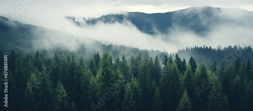 Foggy mountain with fir cedar forest nature landscape background. AI generated