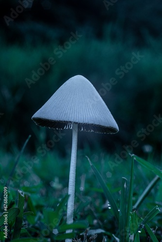 Vertical closeup of a coprophilous fungus with a white cap captured in a grassland in the evening photo