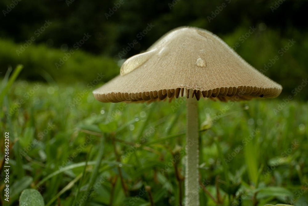 Closeup selective focus of a Conocybe fungus with a water drop on its cap in a green field Closeup selective focus of a Conocybe fungus with a water drop on its cap in a green field