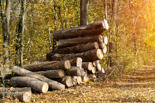 Forest theft concept. Oak logs stacked in the forest after illegal logging photo