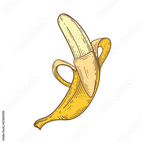 Yellow banana, drawing. Exotic and tropical fruit engraved drawings .Vector illustration.