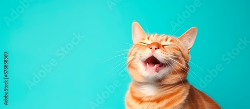 a funny happy cat is laughing isolated on blue background, horizontal banner, copy space for text