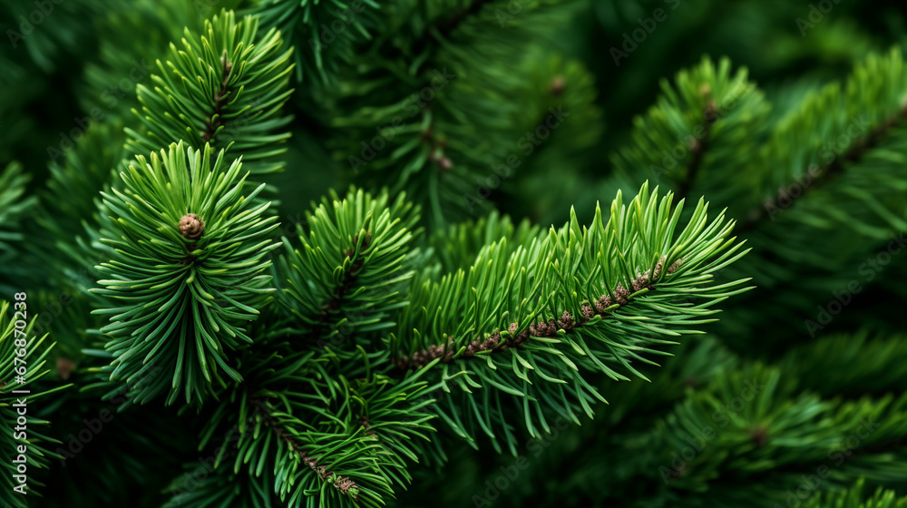 Pine Tree Close-Up: Green Branches and Short Needles in Nature Pine Tree Close-Up: Green Branches and Short Needles in Nature