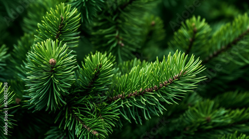 Pine Tree Close-Up: Green Branches and Short Needles in Nature