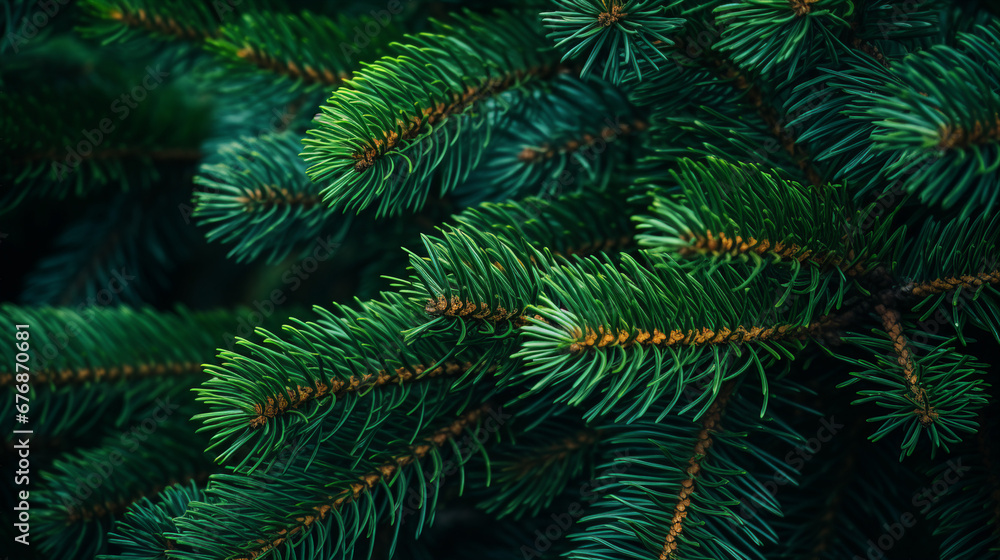 Pine Tree Close-Up: Green Branches and Short Needles in Nature Pine Tree Close-Up: Green Branches and Short Needles in Nature