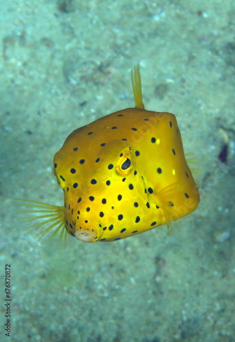 Yellow Boxfish (Ostracion cubicum). Triton Bay, West Papua, Indonesia