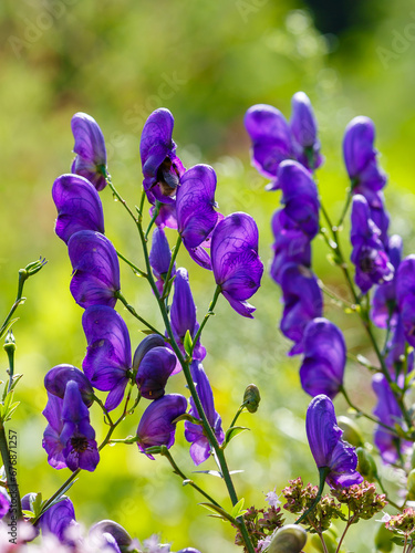 Aconite   lat. Aconitum    or Fighter  is a genus of poisonous perennial herbaceous plants of the buttercup family