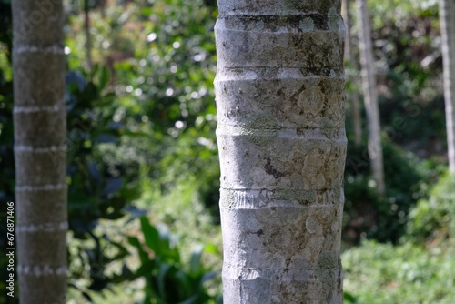 Betel nut tree trunk