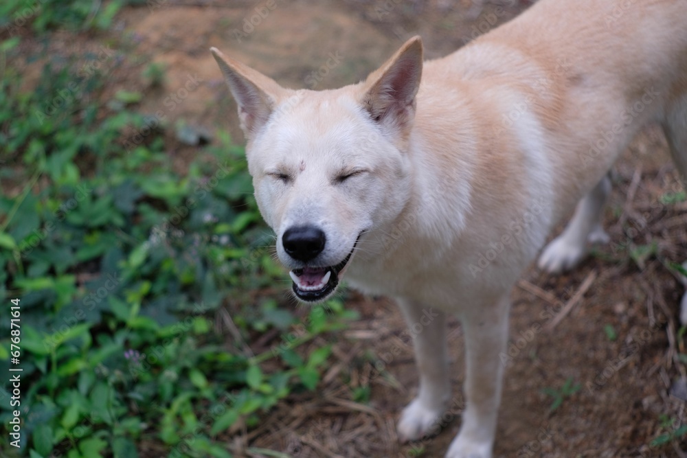 Closeup of a dingo (Canis familiaris) dog in a garden against blurred background Closeup of a dingo (Canis familiaris) dog in a garden against blurred background