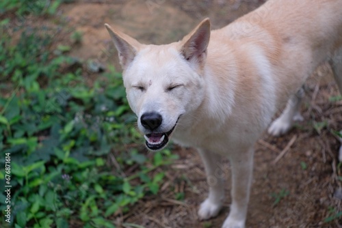 Closeup of a dingo (Canis familiaris) dog in a garden against blurred background