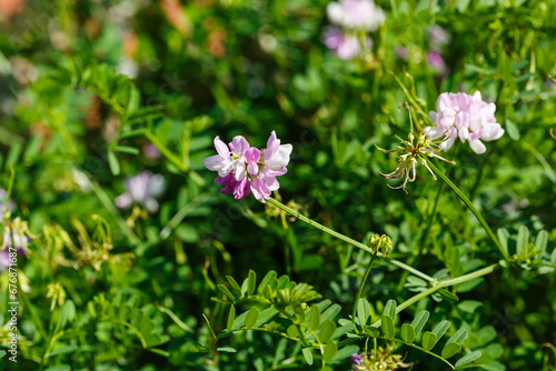 Coronilla varia  or Variegated axe   or multi- colored ax  lat. Securigera varia  