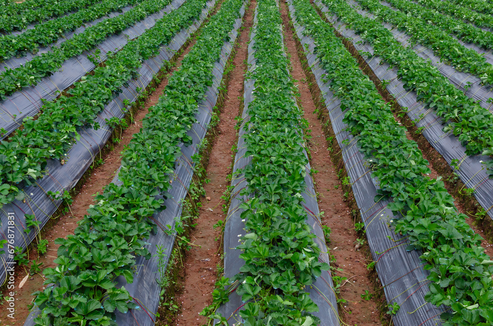 Fresh strawberry plants in the farm landscape, Rural farm with strawberries bush, Strawberry fruits on the branch, Agriculture farm of the strawberry field of biotechnology.