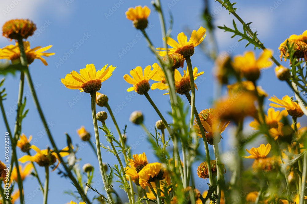 Arnica foliosa in garden. Yellow flowers Arnica foliosa. Medicinal plants in the garden Arnica foliosa in garden. Yellow flowers Arnica foliosa. Medicinal plants in the garden