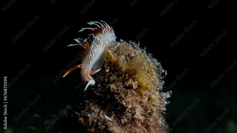 Closeup of a Phidiana militaris sea slug swimming underwater Closeup of a Phidiana militaris sea slug swimming underwater