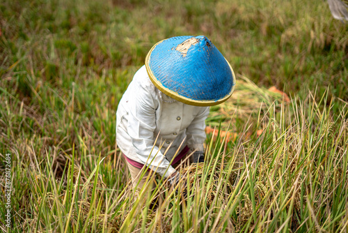 Traditional woman harvesting rice paddy grains in grass filed Rawa Pening Indonesia Central Java with traditionla process photo