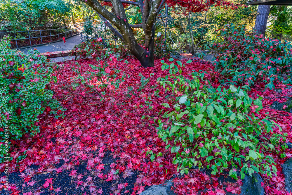 Fals Red Autumn Leaves 2
