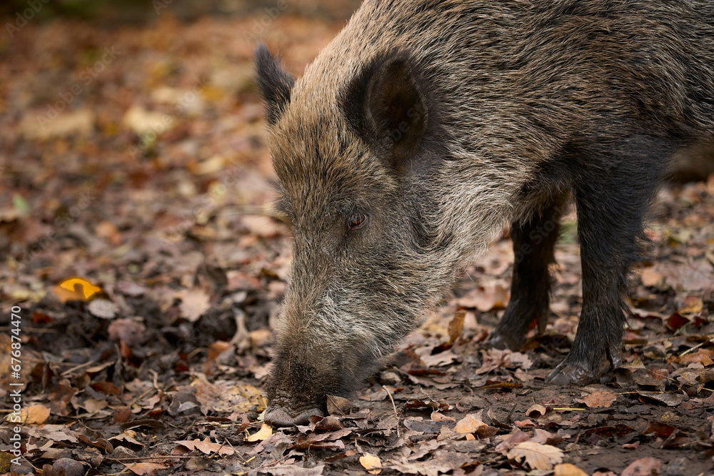 young wild broar
sniffing for food in moody soil young wild broar
sniffing for food in moody soil