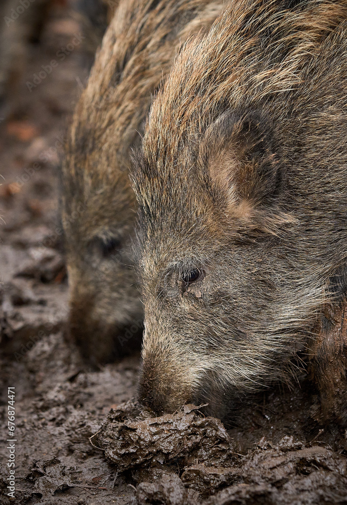 young wild broar
sniffing for food in moody soil young wild broar
sniffing for food in moody soil