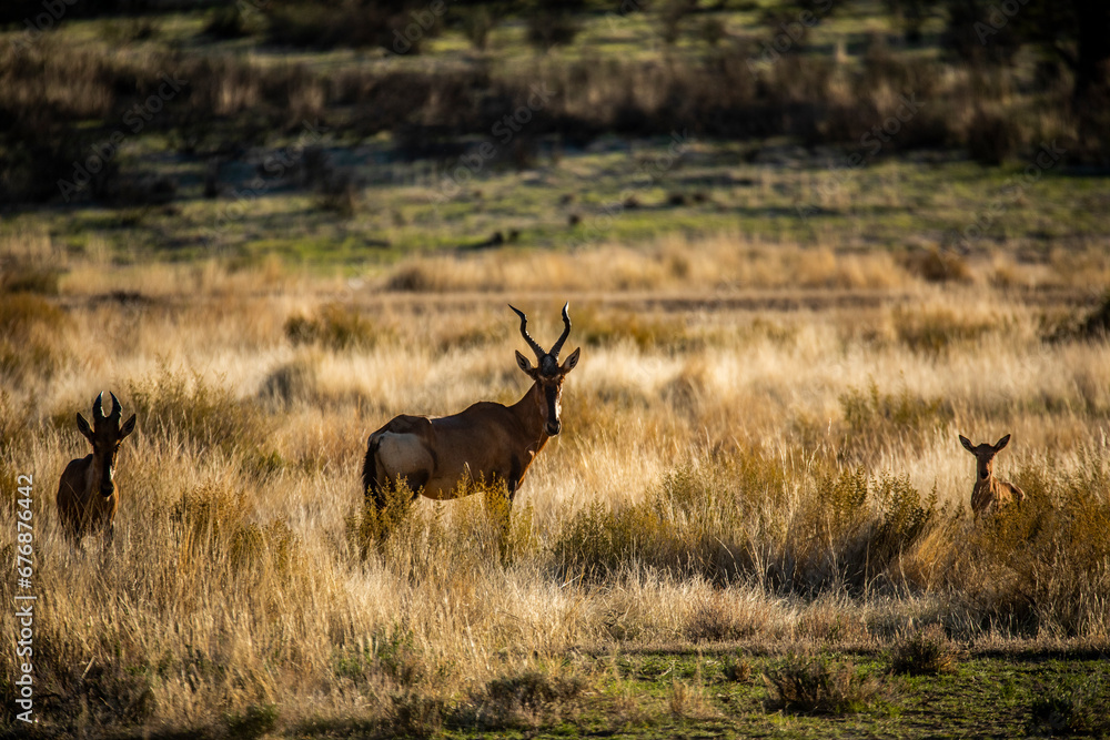 Fototapeta premium Kalahari antilope