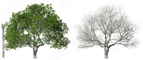 Isolated life green trees cutout on transparent backgrounds 3d render png