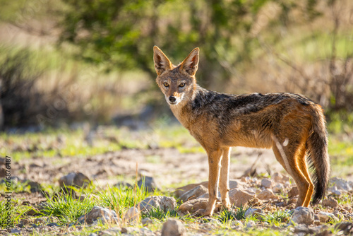 Kalahari jackal