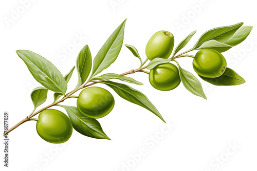 Wallpaper Mural Olive twig with green olives on a transparent background Torontodigital.ca