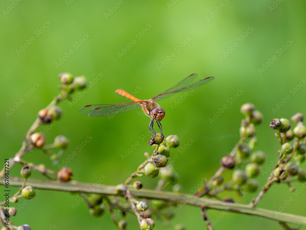 Common Darter Resting on a Plant Common Darter Resting on a Plant