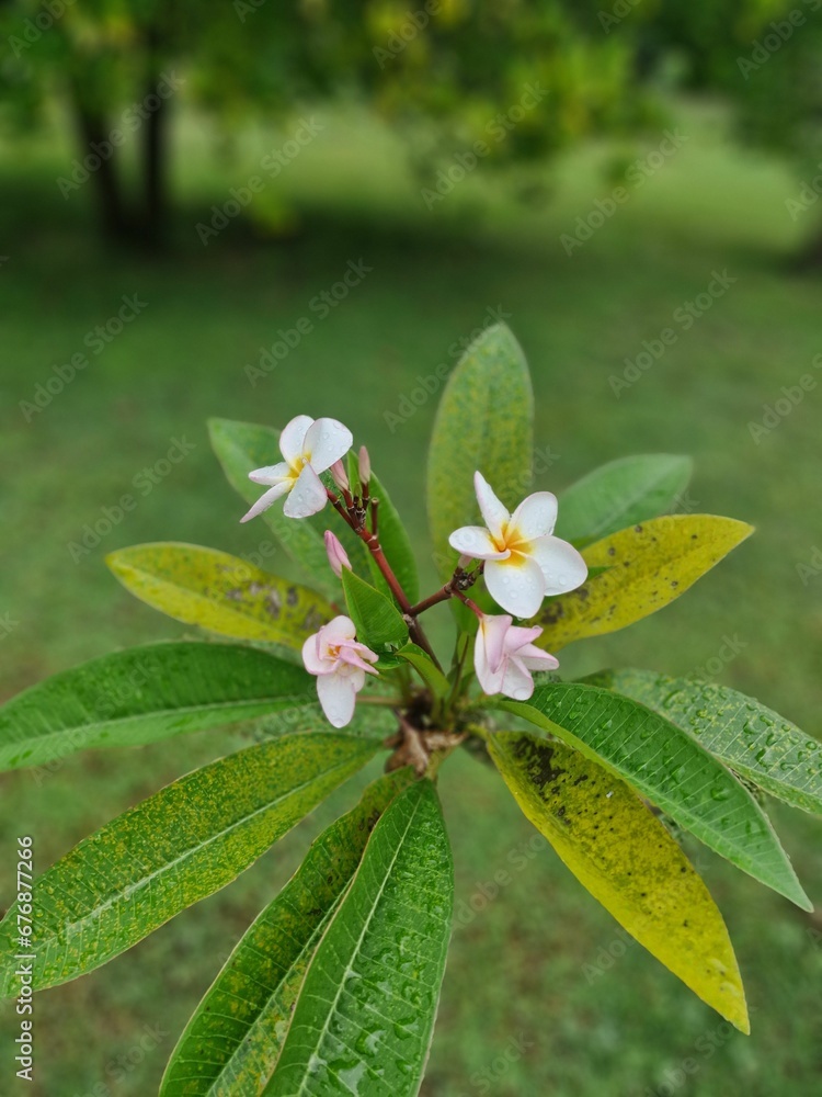 Closeup of a white Plumeria flower plant on a garden Closeup of a white Plumeria flower plant on a garden
