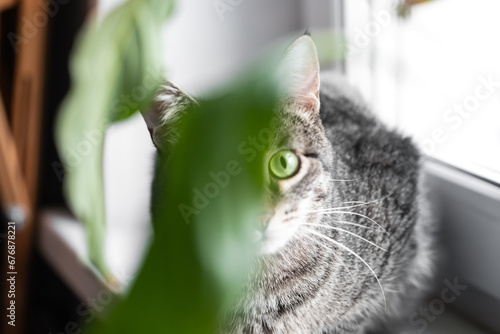Fototapeta Naklejka Na Ścianę i Meble -  Domestic cat sitting on the windowsill, cat looks out the window