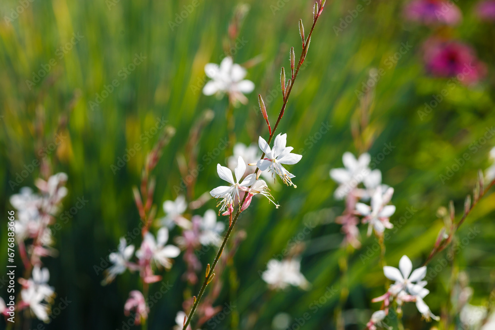 Gaura lindheimeri 'Sparkle White' is a plant for flower garden in a natural style Gaura lindheimeri 'Sparkle White' is a plant for flower garden in a natural style