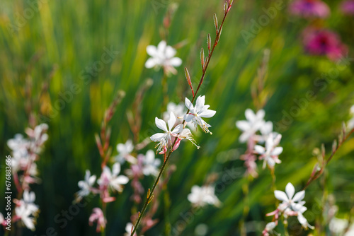 Gaura lindheimeri 'Sparkle White' is a plant for flower garden in a natural style photo