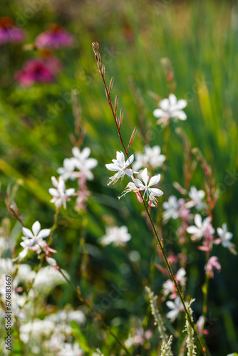 Gaura lindheimeri 'Sparkle White' is a plant for flower garden in a natural style